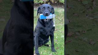 Gundog Training ​⁠dogfield4424 labradorretriever [upl. by Jonati]