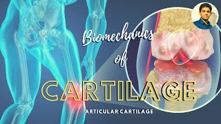 Biomechanics of Cartilage Part 1 [upl. by Alleynad]