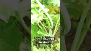 सरसों की 5 सबसे बेस्ट वैरायटी top variety mustard 45S56 mustard 7044 सरसो का बीज viralvideo [upl. by Ailahk]