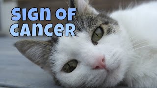 Warning Signs of Lung Cancer in Cats [upl. by Shinberg]