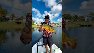 neighborhood Canal Fishing🔥beavertailskiffs urbanfloridafishing floridasportfishing fishing [upl. by Darees]