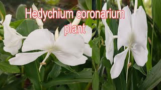 Hedychium coronarium plant white ginger lily nature beautifulnature flower [upl. by Hannad497]