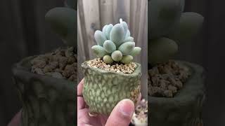 Pachyphytum Rice Balls pachyphytum succulent succulentlove cutepots succulentobsessed [upl. by Engdahl234]