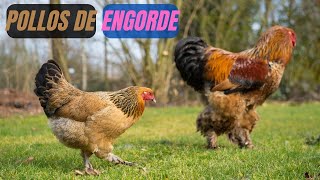 🐔🐓 Pollos de Engorde Cría y manejo para principiantes [upl. by Hennessy]