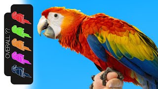 Scarlet Macaw The Best Pet Parrot [upl. by Whale320]