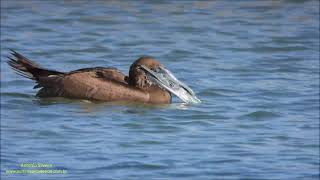 Brown Booby eating fish Sula leucogaster by Antonio Silveira [upl. by Arissa]