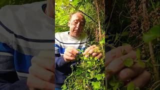 Speedwell veronica herbs foraging nativeplants adventure estuary permaculture ideas [upl. by Giusto]