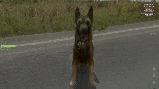 DayZ  preview of the upcoming dogs feature [upl. by Wardle]