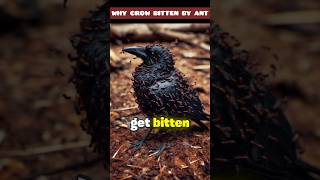 Why Crows Let itself attacked By Ants  shorts [upl. by Nonnah]