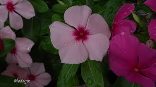 Colorful Madagascar PeriwinkleCatharanthus Roseus  Flower Clips 04 [upl. by Werdma]