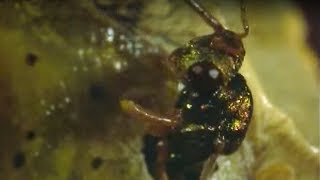 Caterpillar Eaten Alive By Wasps  Natural World  BBC Earth [upl. by Phillie]