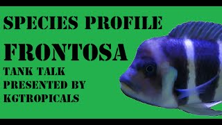 Species Profile Cyphotilapia Frontosa Tank Talk Presented by KGTropicals [upl. by Hidie]