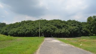 The Great Banyan  Widest tree in the world at Indian Botanic Garden Howrah KOlkata [upl. by Onstad]