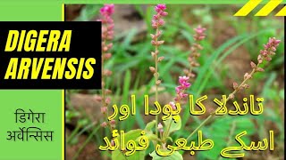 Tandla Kay Fayedy  Digera Arvensis Health Benefits in Urdu and Hindi  Tandla Recepie [upl. by Sharp]