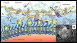 LA MATRICE EXTRACELLULAIRE [upl. by Nnaassilem524]