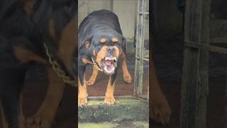 Angry Rottweiler barking sound rottweiler angrypuppy cuteanimal pets angrypets cutepet funny [upl. by Wennerholn852]