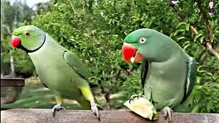 Ringneck Parrot Talking Mithu Mithu  Parrots Eating Amrood  Bolne Wale Tote  Parrots Sounds [upl. by Ocnarfnaig]