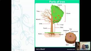 Dendrology [upl. by Kinsman678]