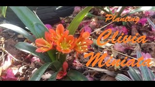 Getting to Know Clivia Miniata Pt2  Propagation and Planting [upl. by Aihtiekal]