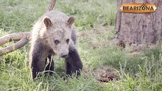 A Journey to a New Home  A Grizzly Bear Documentary  Bearizona [upl. by Alleyne]