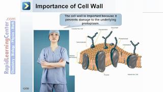 Rapid Learning Bacteria Prokaryotes Fungi  What are Prokaryotes [upl. by Aikam]