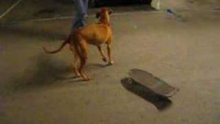 Rhodesian Ridgeback Tyra on a skateboard [upl. by Kylynn]