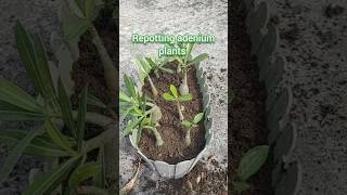 Repotting adenium seedlings Growing adenium plants from seeds at home [upl. by Dru]