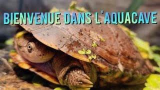 On créé un nouvel habitat pour mes tortues ninja [upl. by Lladnik]