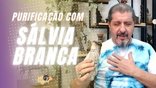 Purificação com SÁLVIA BRANCA AMERICANA  Cortes Vitor Hugo França [upl. by Dallas638]