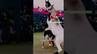 पुष्कर मेला में घोड़ो की लड़ाई बहुत ही जबरदत हुए हैं ।😱🐴 pushkar marwarihorse horsefight horse [upl. by Leftwich]