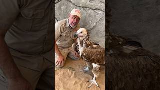 Lappet Faced Vultures are Giant and beautiful🤩🙌 [upl. by Susanna]