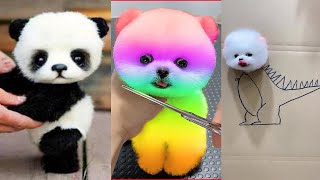 Cute Pomeranian Puppies Doing Funny Things 4  Cute and Funny Dogs  Mini Pom [upl. by Stanford737]