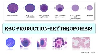 Red Blood Cell Production  Erythropoiesis  RBC series Cells Morphology  Master Chart amp Images [upl. by Eustasius]