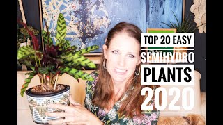 semiHydro houseplants TOP 20 EASY SEMIHYDRO PLANTS TO CONVERT IN 2020 [upl. by Maurilla]