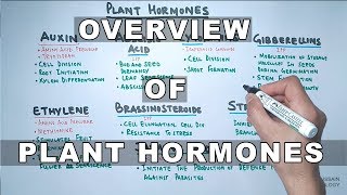 Plant Hormones  Types and Functions [upl. by Ronnholm]