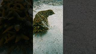 Sea CUCUMBER or Alien 👽 viral sealife gopro scubadiving ocean fish alien strange [upl. by Dlanger828]