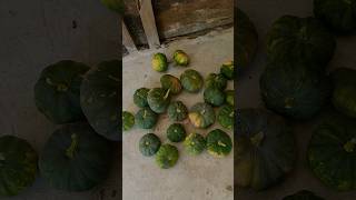 Life cycle of pumpkin and harvesting large amount from few plants 🎃🎃village farmer shorts [upl. by Meridith]