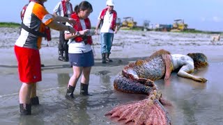 SEREIAS REAIS CAPTURADAS POR CÂMERAS QUE IMPRESSIONARAM O PLANETA INTEIRO  DOCUMENTÁRIO DUBLADO [upl. by Lledniuq]