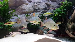 Geophagus Altifrons amp winemilleri community fish tank [upl. by Reede]