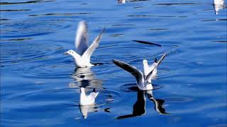 SEAGULLS Family on Ocean [upl. by Aufmann]