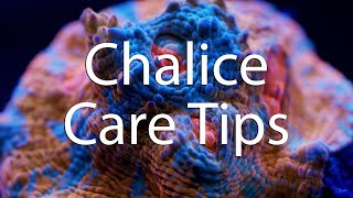 How to take care of your Chalice Coral [upl. by Nahraf]