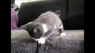 chaton drole cascade kitten chatonmp4 [upl. by Bradford]