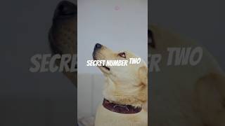 5 Dog Secrets They Dont Tell You 🐶 pets yourdog animals doberman pitbull [upl. by Lorant]