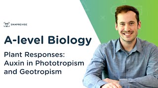 Plant Responses Auxin in Phototropism and Geotropism  Alevel Biology  OCR AQA Edexcel [upl. by Hsevahb514]