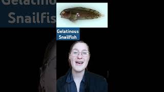 Fact Friday 26  Gelatinous Snailfish FishFactFriday fishtalk FishGirl Fish onishin [upl. by Emmy]