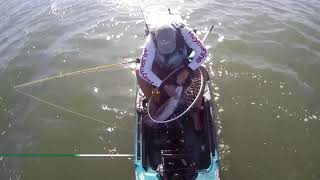 Pesca às corvinas Tejo Zagaia Barros Wavy jig [upl. by Bosson816]