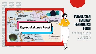 Reproduksi FungiJamur Lengkap ZigomycotaAscomycotaBasidiomycota [upl. by Eillit]