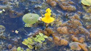 Utricularia Vulgaris [upl. by Mayrim]