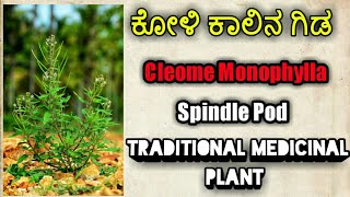 ಕೋಳಿಕಾಲಿನ ಗಿಡ Cleome Monophylla Spindle Pod [upl. by Lan]