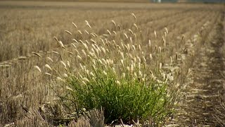 GCTV19 Feathertop Rhodes Grass Important weed management recommendations [upl. by Adnuhs]